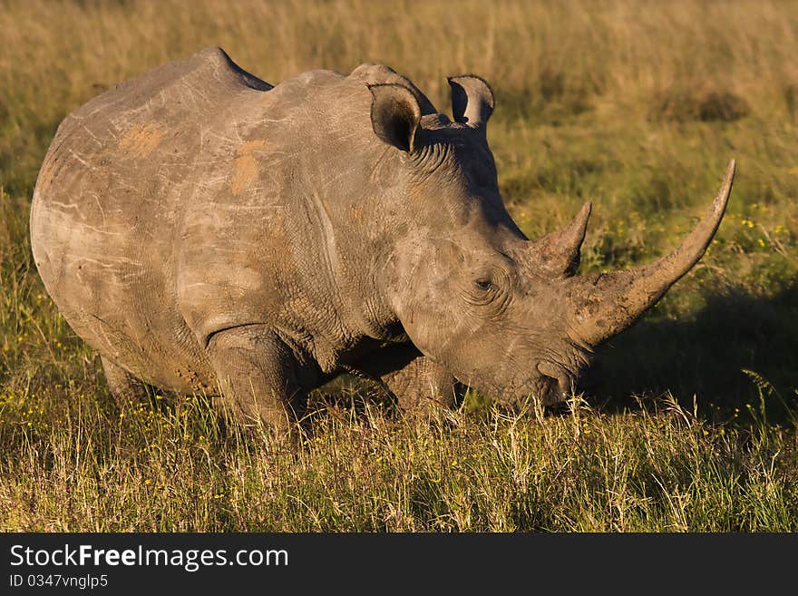 White Rhino on the open plains