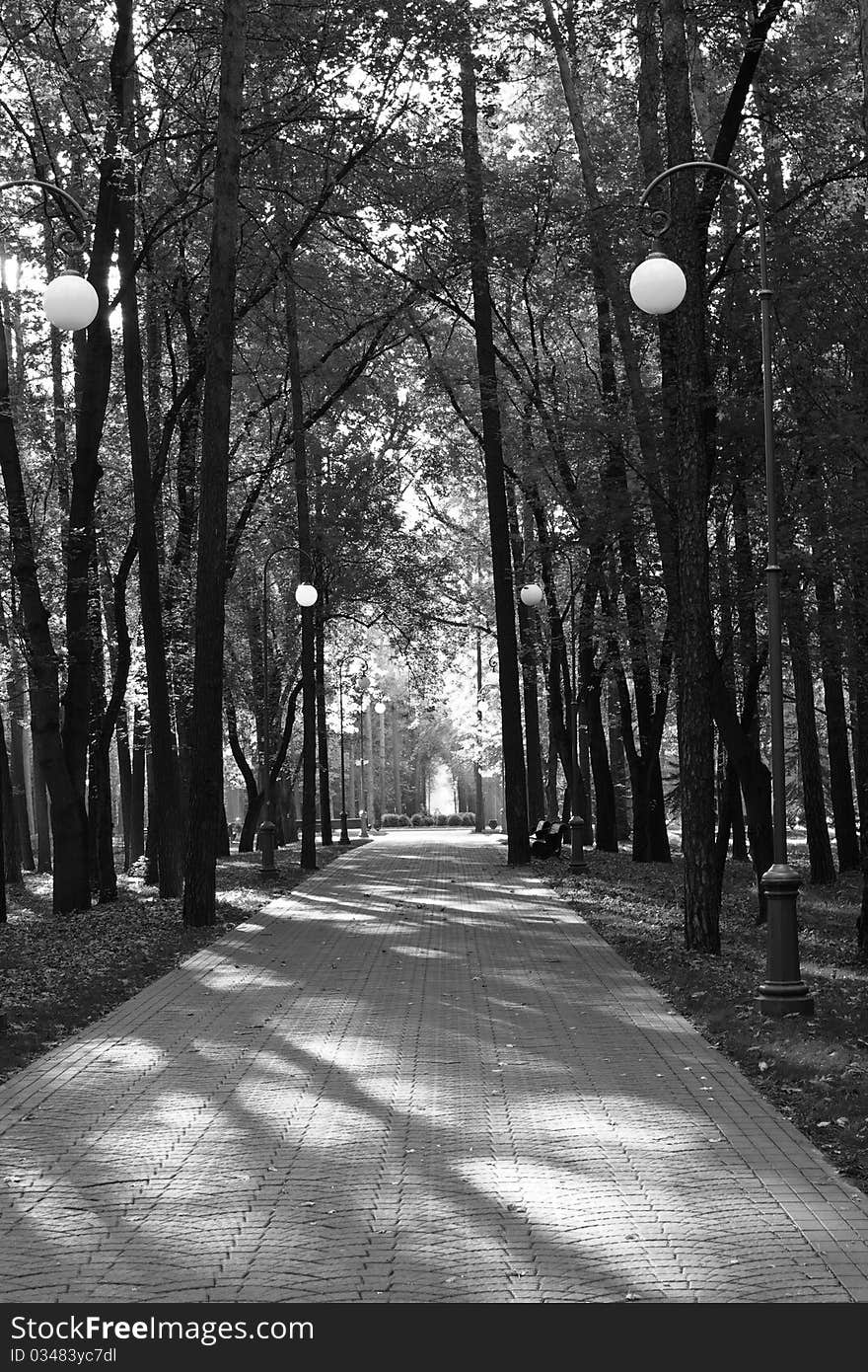 Black and white Alley in the park in the mourning