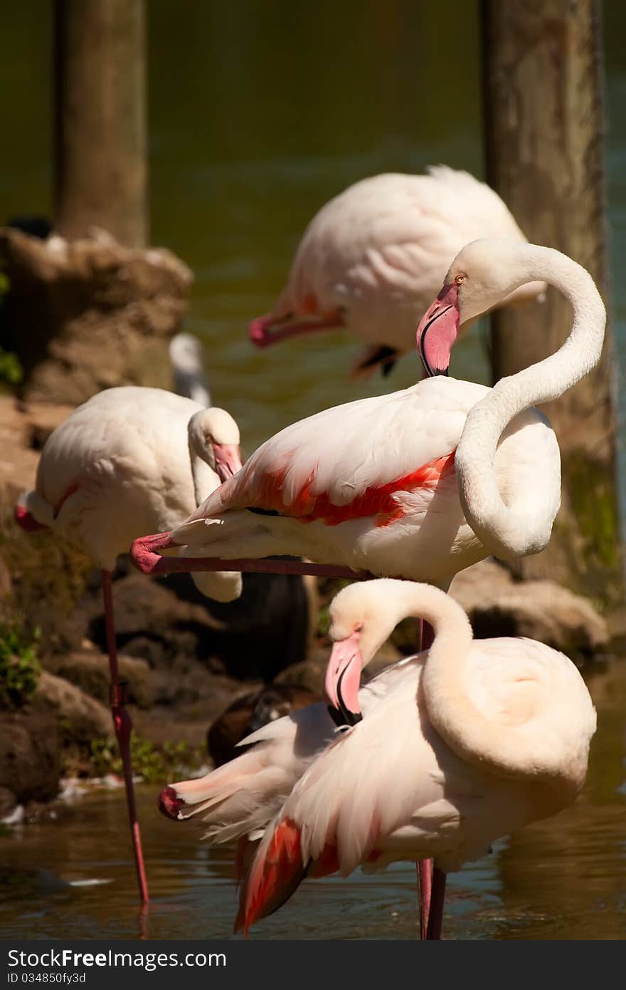 Group Of Pink Flamingo S