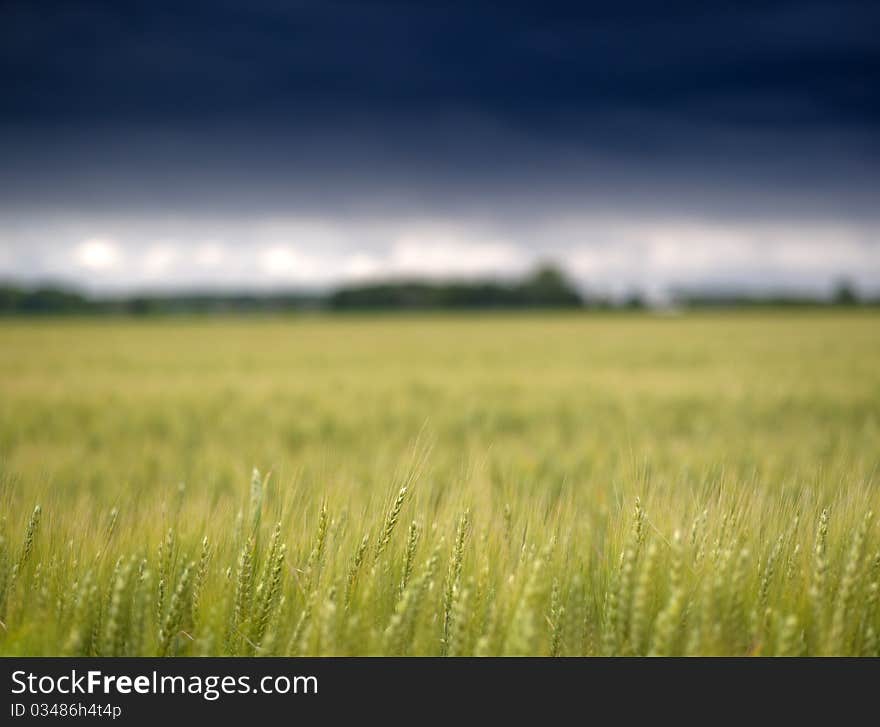 Cornfield before it starts raining