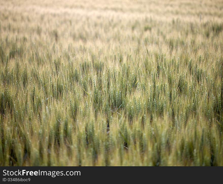 Dutch green waving of wheat. Dutch green waving of wheat