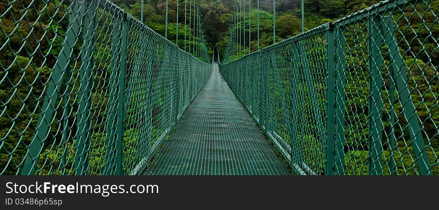 Hanging Bridge in Forest