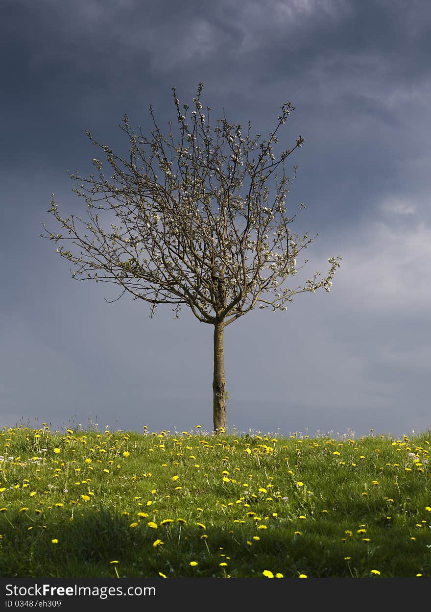 Lonely tree in blossom with dark clouds in the background. Lonely tree in blossom with dark clouds in the background