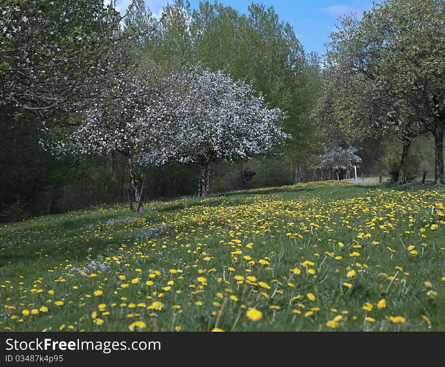 Tree in blossom in Dandelion field. Tree in blossom in Dandelion field