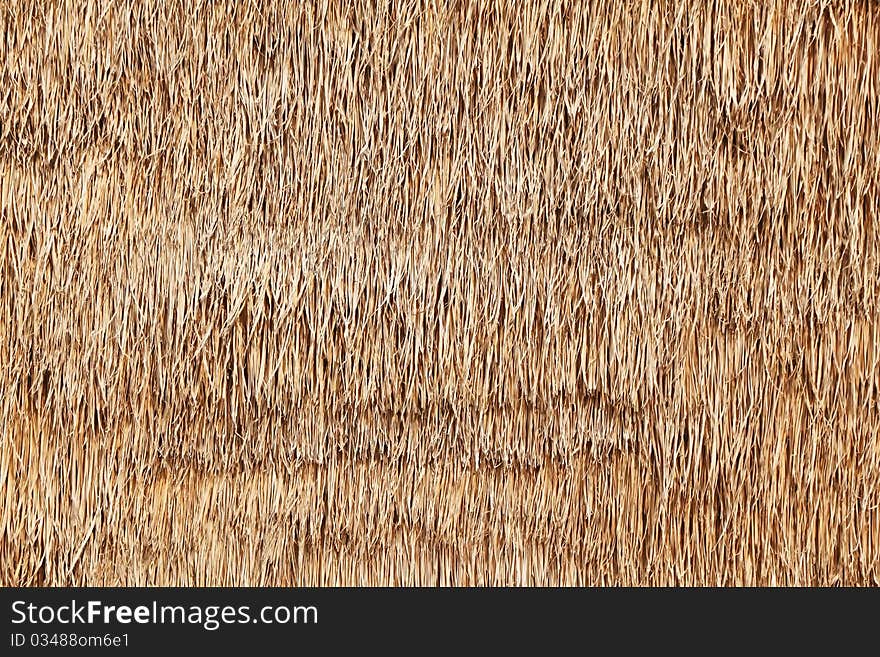 Dry Grass Background