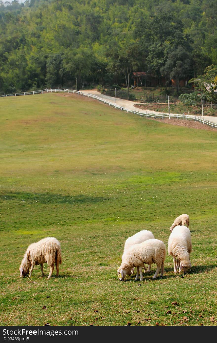 Five Sheep was eating on the lawn in nature