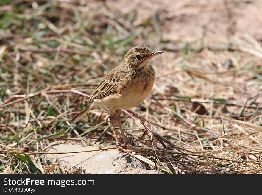 Paddyfield Pipit