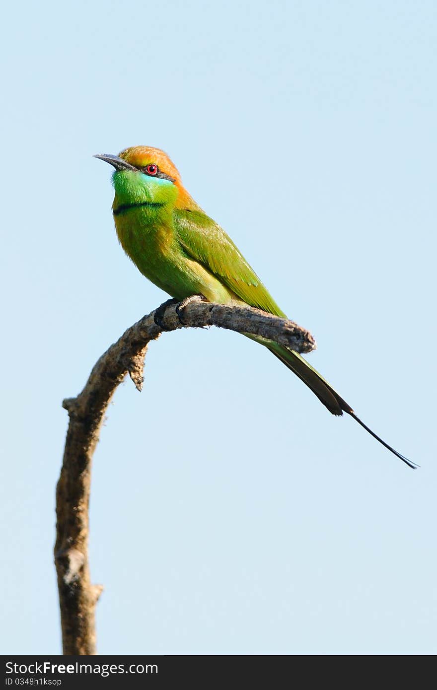 Green Bee Eater Bird