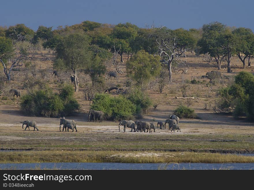 A large herd of elephants moving along the bank of the Chobe river and through the trees. A large herd of elephants moving along the bank of the Chobe river and through the trees