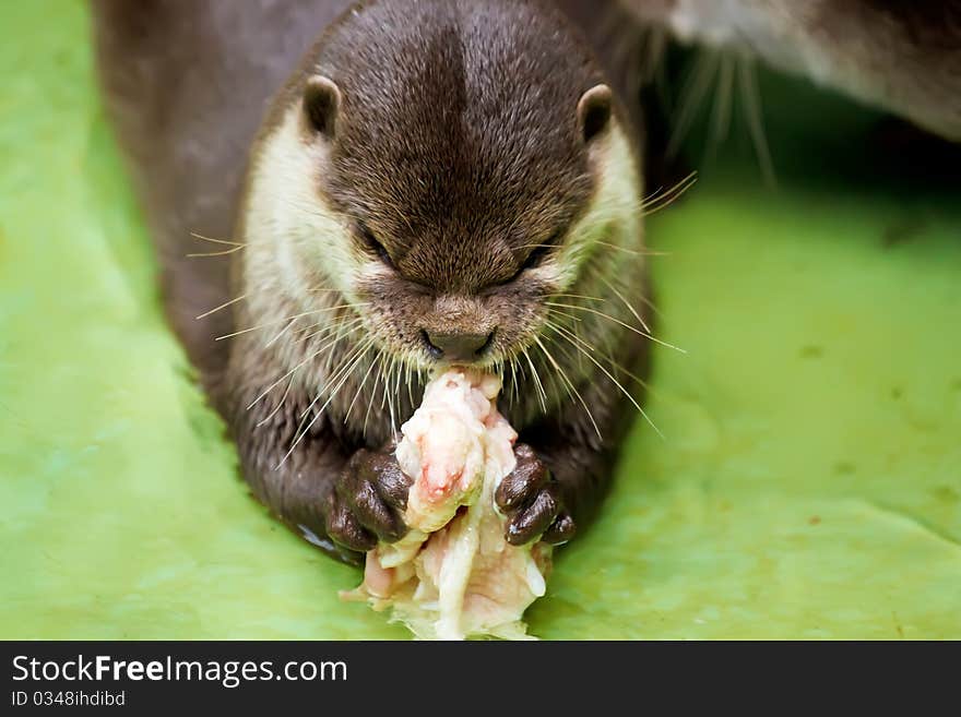 Otter in the water, eating fish