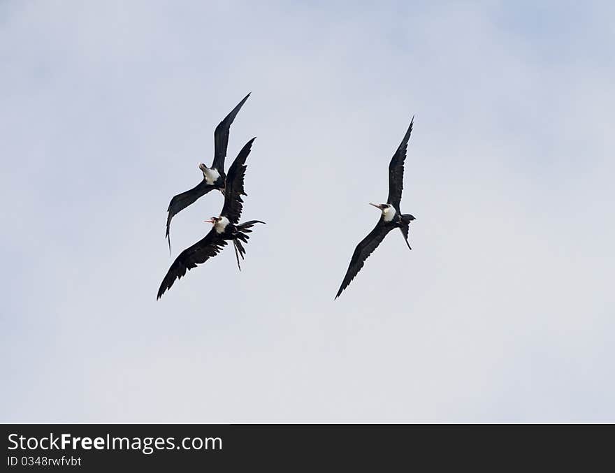 Frigate Birds