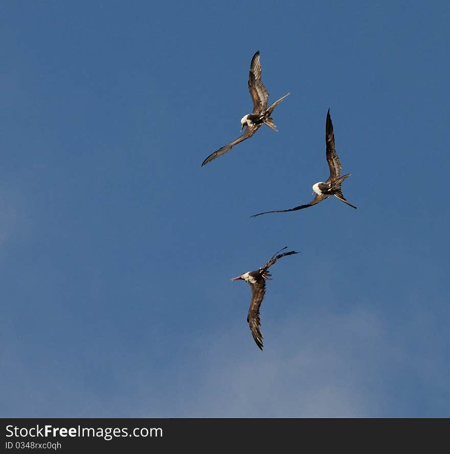 Frigate birds