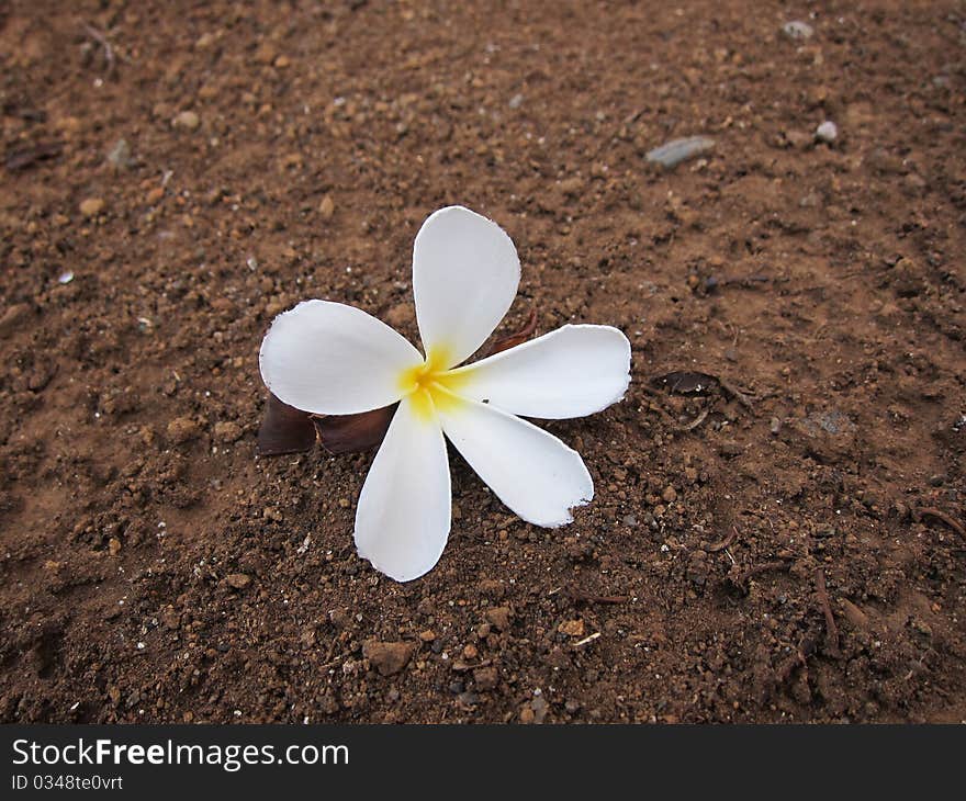 Plumeria