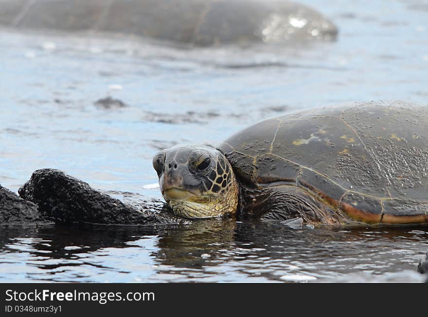 Sea turtle