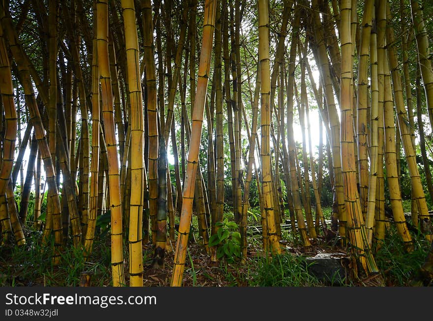 Bamboo grove on island of Maui