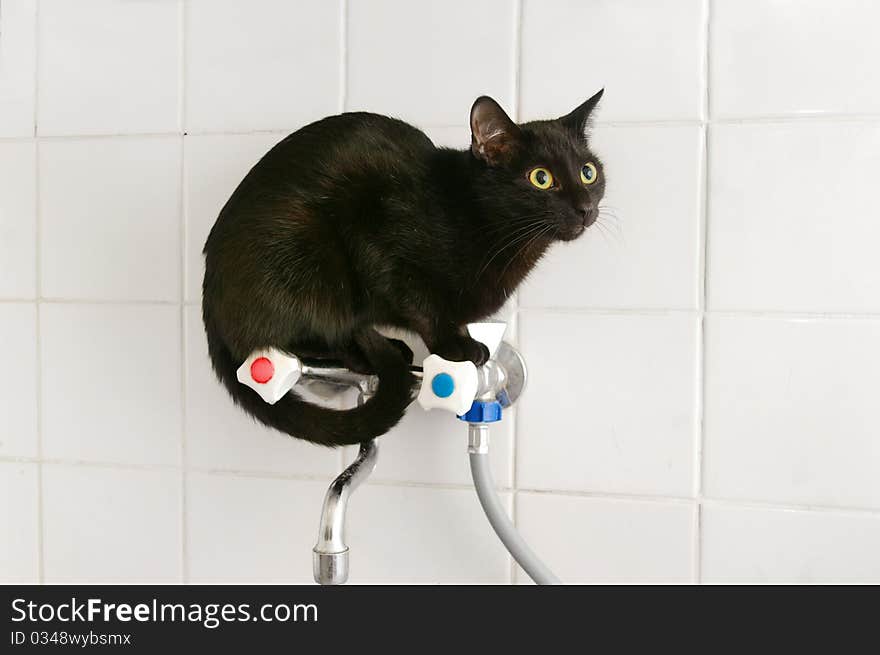 Black cat sitting on a kitchen tap. Black cat sitting on a kitchen tap