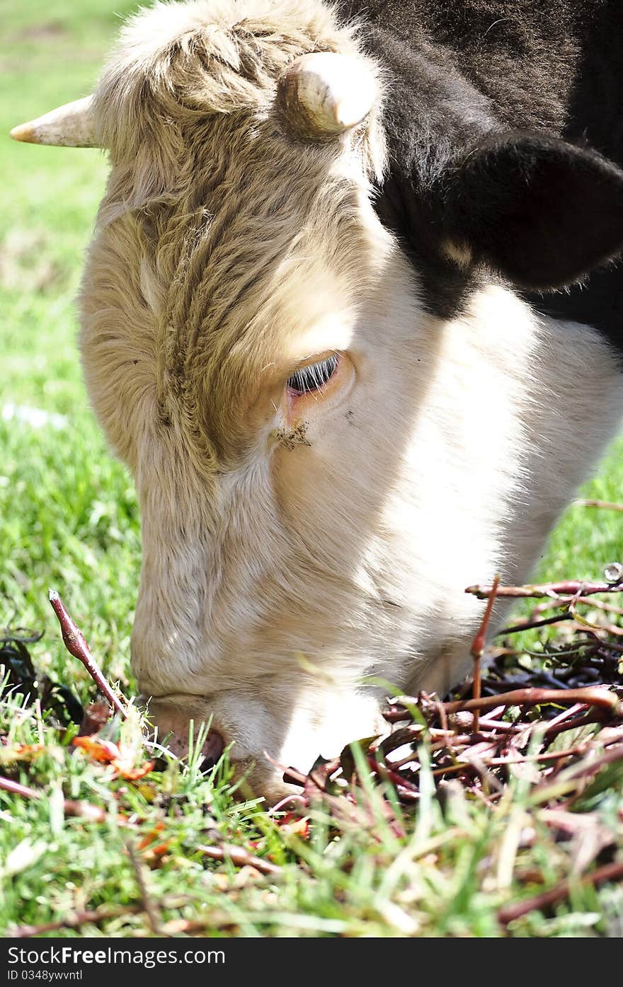 Strong bull eating flowers