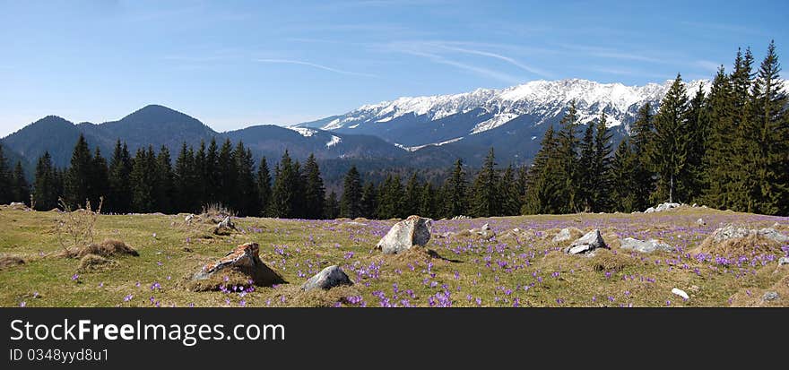 A layer of crocuses near mountains. A layer of crocuses near mountains.