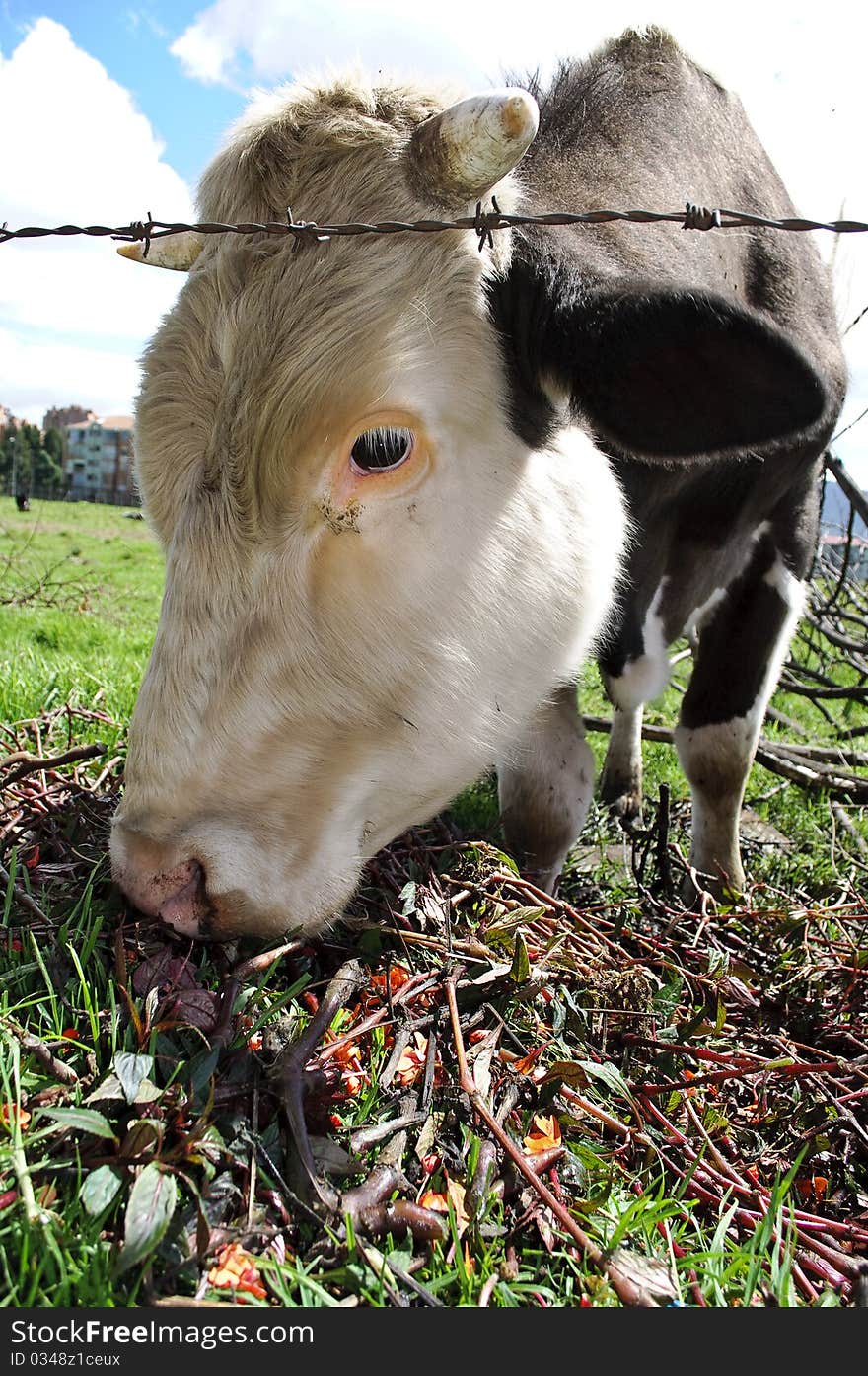 Domestic cow  eating flowers