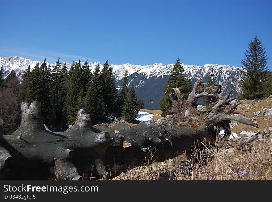 Tree trunk laying at the bottom of the mountains. Making room for youngsters. Tree trunk laying at the bottom of the mountains. Making room for youngsters.