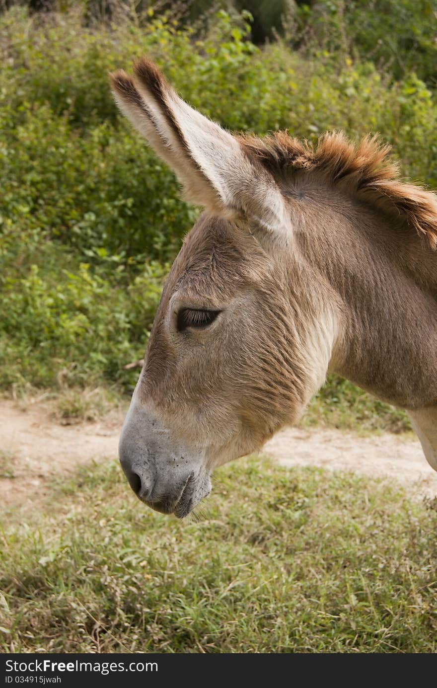 A headshot of a sad donkey. A headshot of a sad donkey.