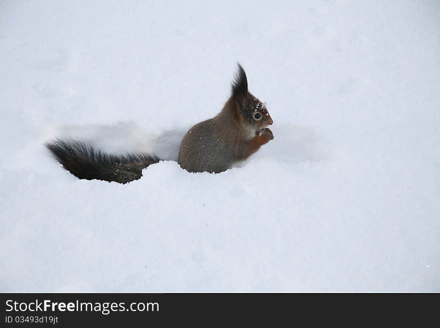 Cute squirrel in the snow