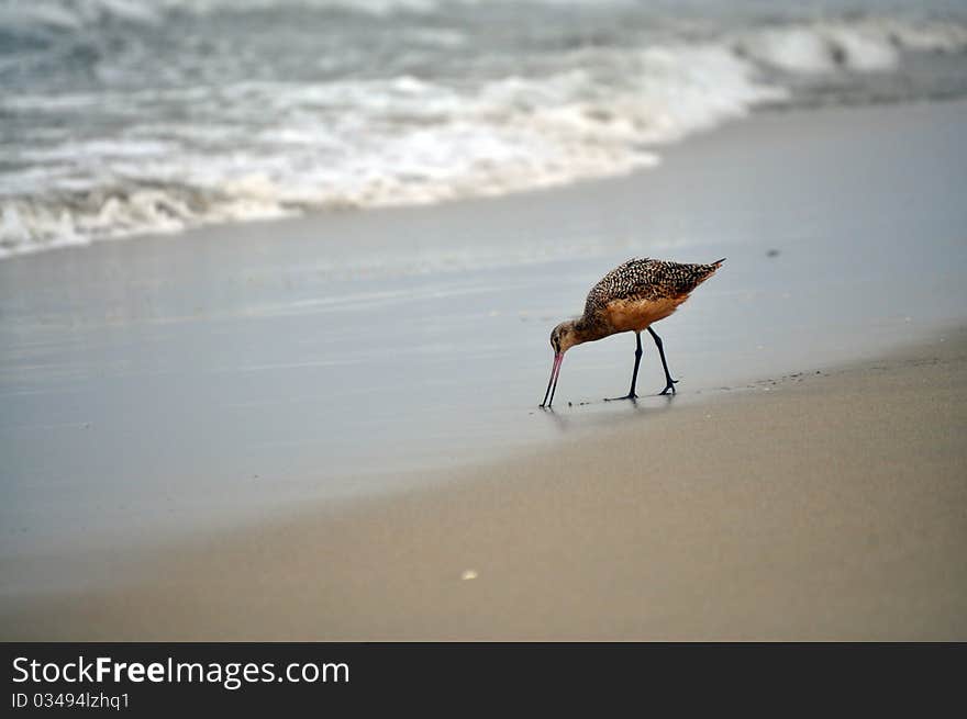 Sea bird on the beach looking for food