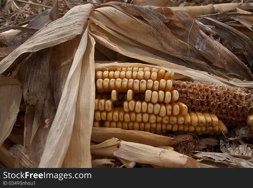 Old Autumn corn on the cob