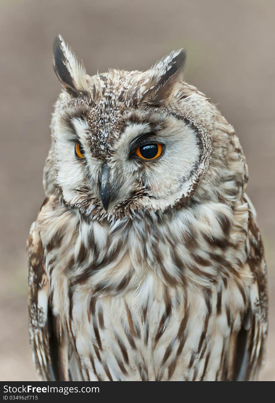 Long-eared Owl  (Asio otus )