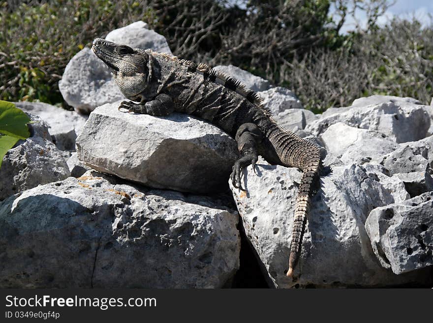 Mexican grey Iguana