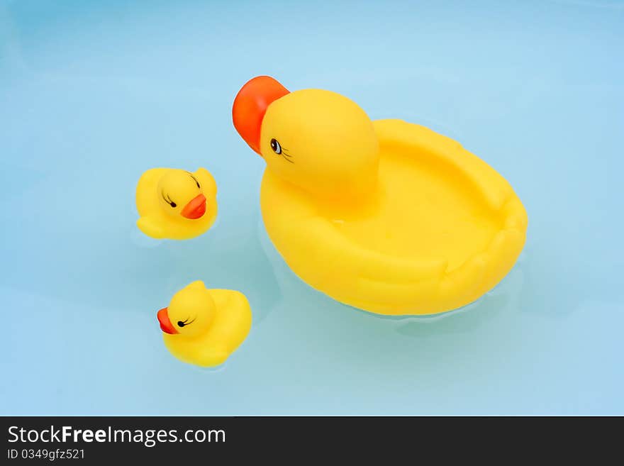 A duck with ducklings swimming in the pool. A duck with ducklings swimming in the pool