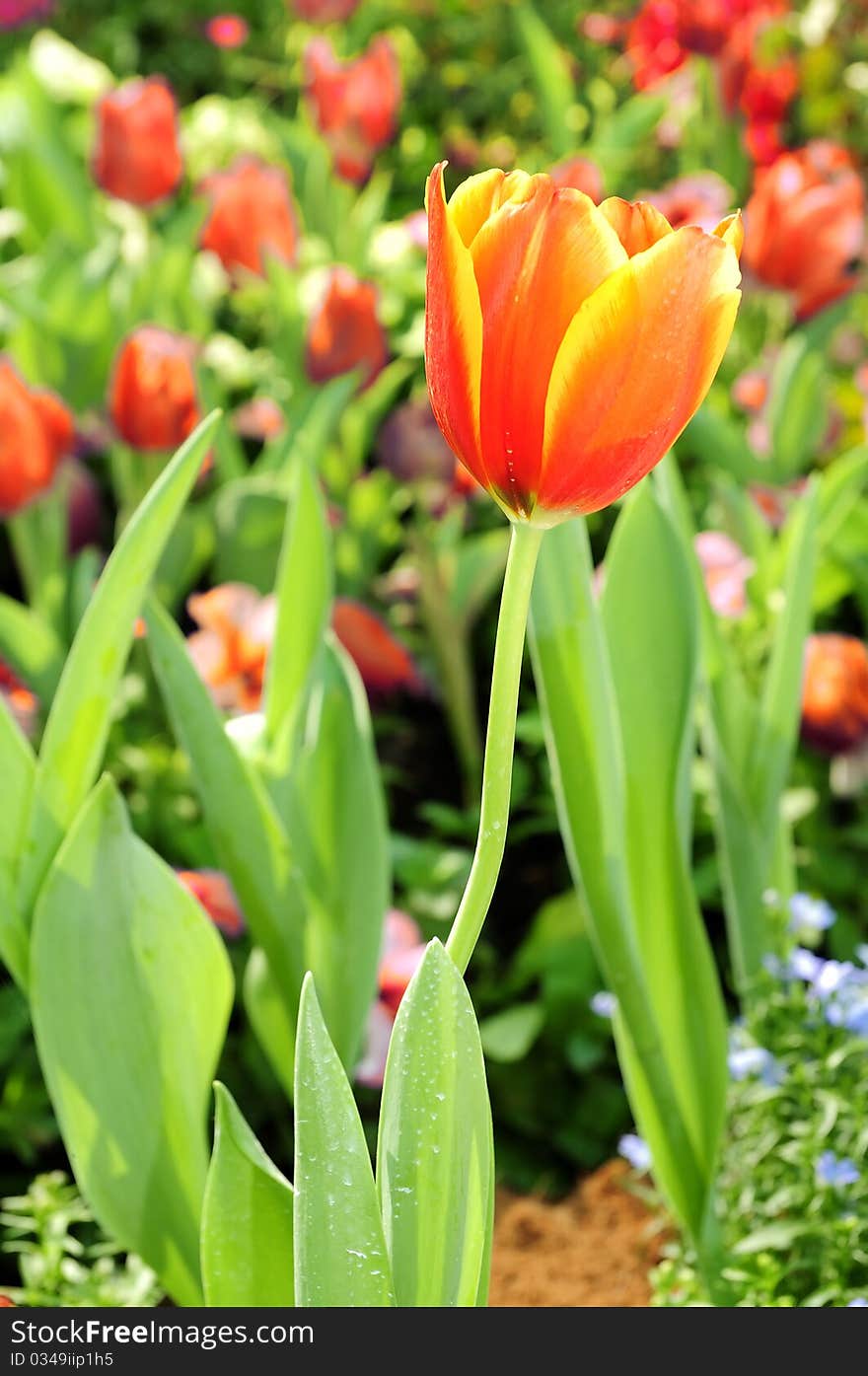 Orange Tulips flower