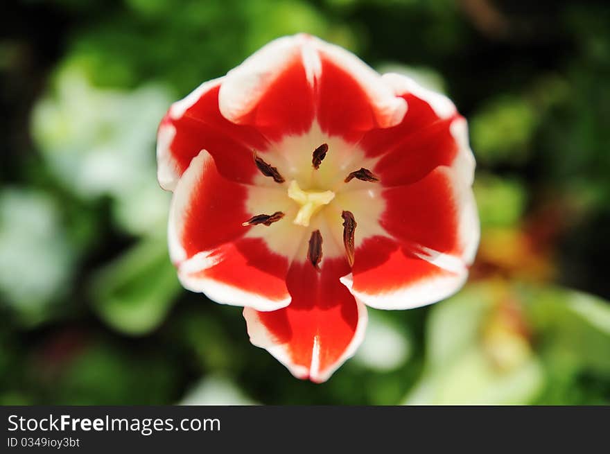 Red mix White Tulips flower.top view