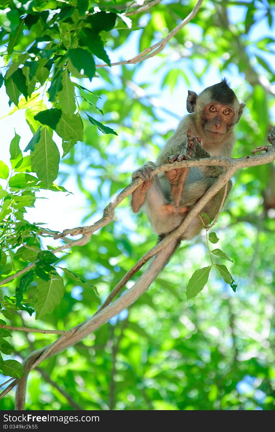 Baby Monkey on the tree