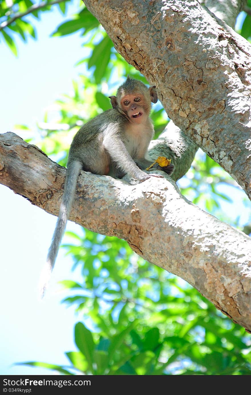 Baby Monkey on the tree