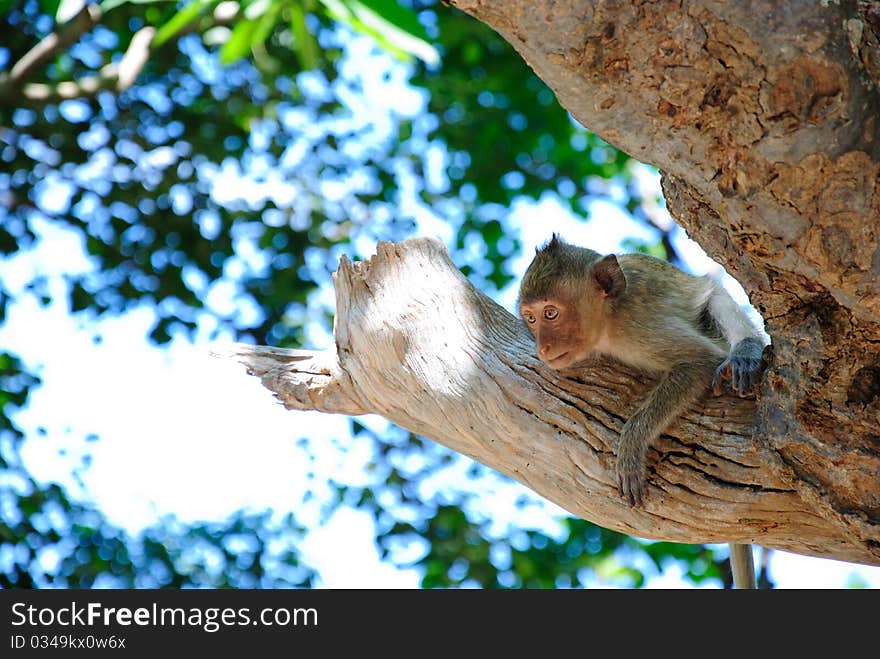 Baby Monkey on the tree