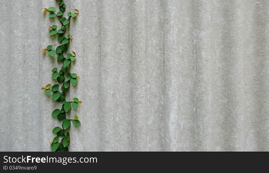 Creeping plant background