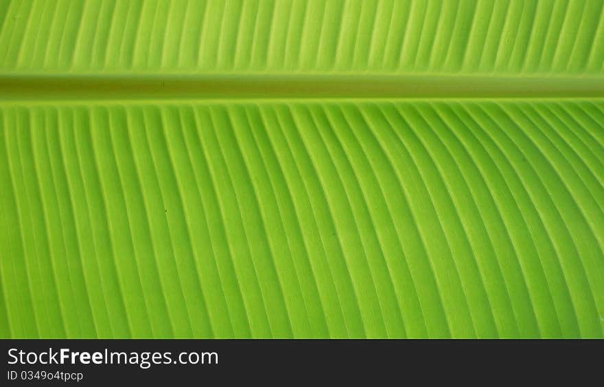 The banana leaf background texture