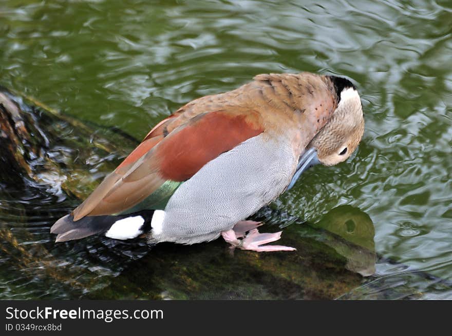 A bahama pintail is cleaning and making up beside water, shown as lovely creature and environment protection concept. A bahama pintail is cleaning and making up beside water, shown as lovely creature and environment protection concept.