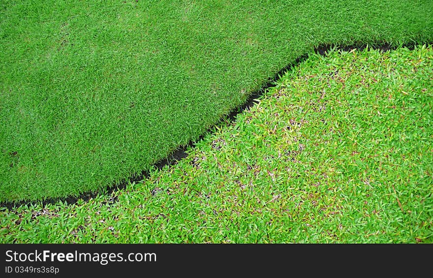 Two types of the grass. Two types of the grass