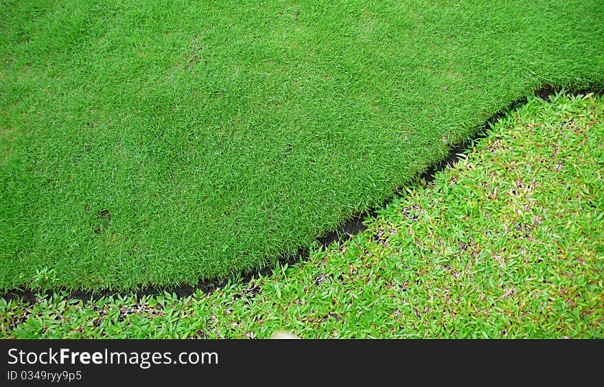 Two types of the grass. Two types of the grass