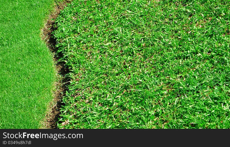 Two types of the grass. Two types of the grass