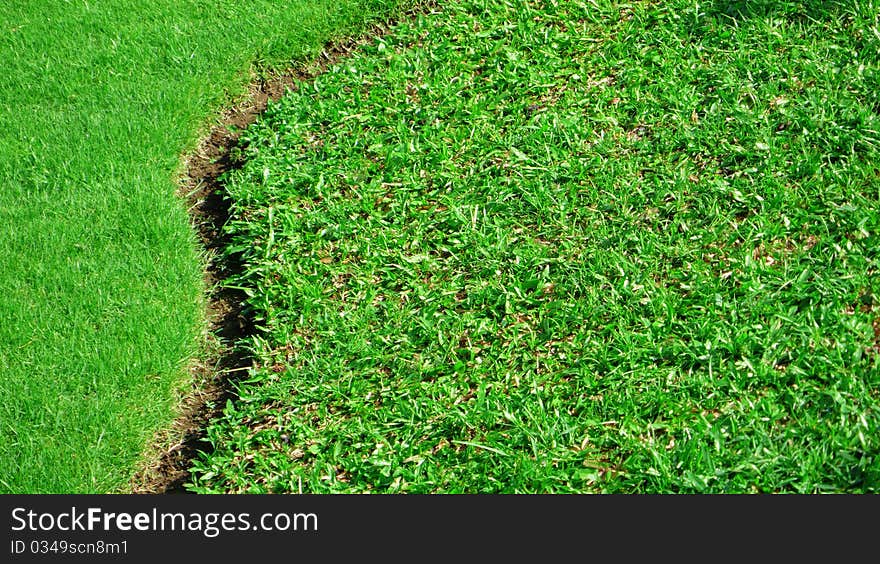 Two types of the grass. Two types of the grass