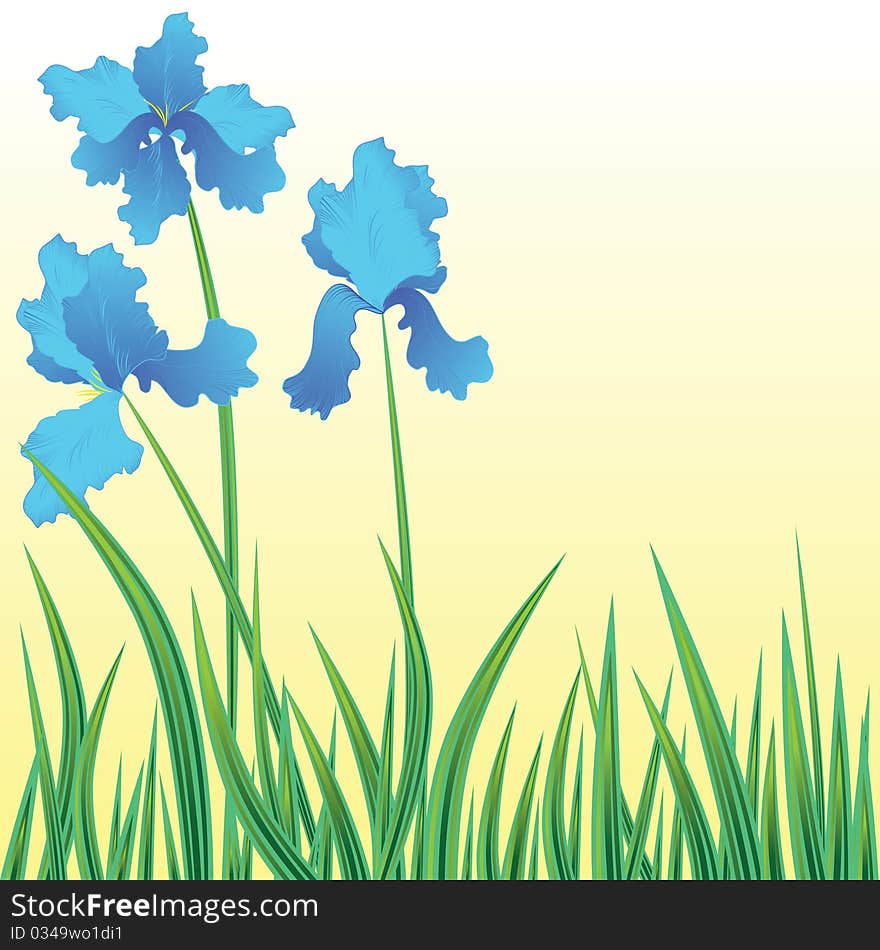Floral background with blooming flowers iris. Vector illustration.