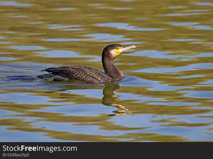 Great Cormorant