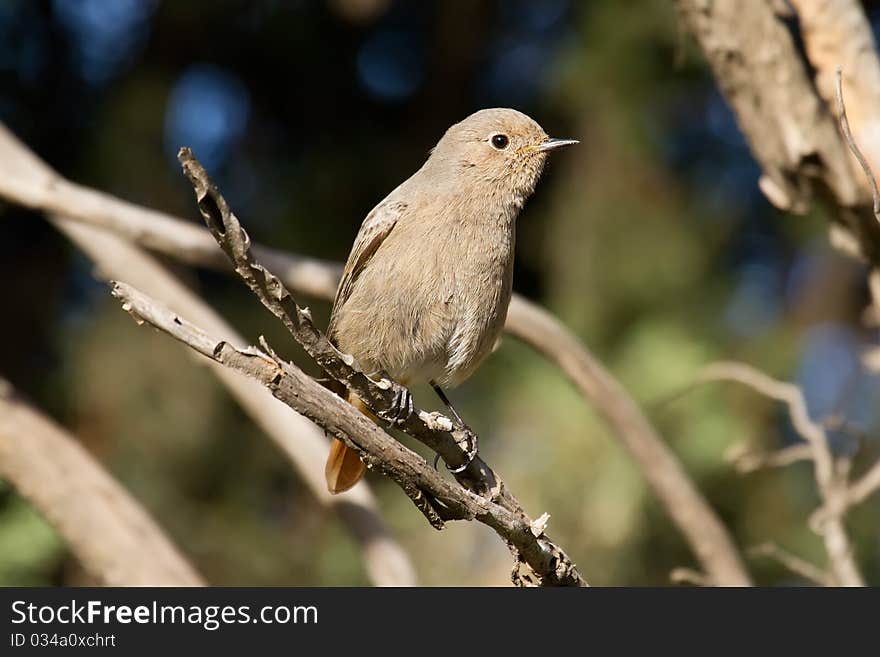 Female Black Redstart