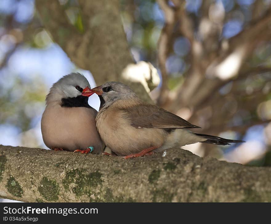 Fawn Shafttail Finch