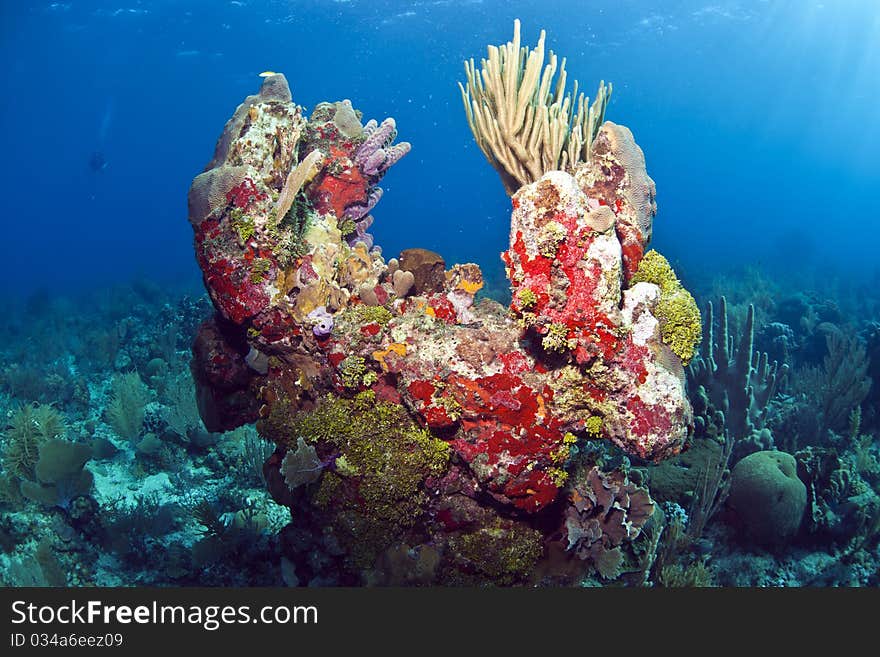 Off the coast of Roatan Honduras. coral gardens. Off the coast of Roatan Honduras. coral gardens