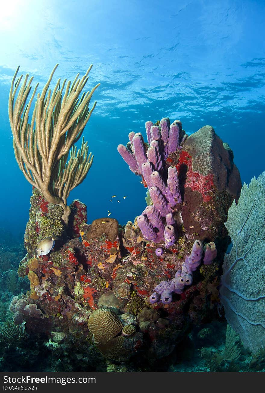 Off the coast of Roatan Honduras. coral gardens. Off the coast of Roatan Honduras. coral gardens