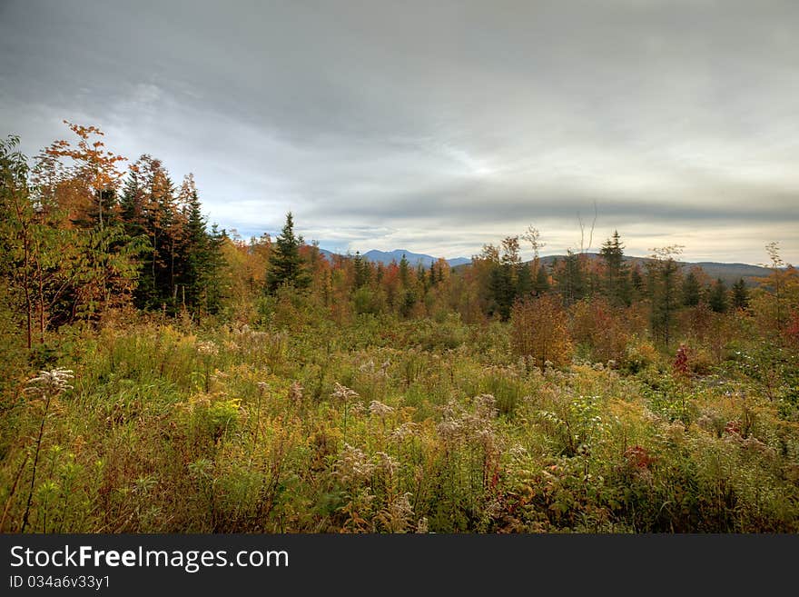 Autumn scene